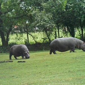 Protection hippopotame