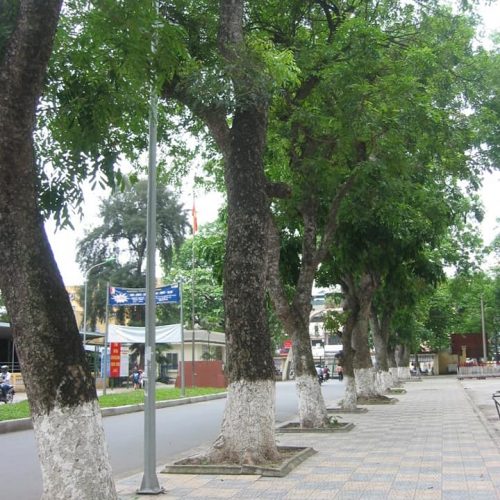 Caïlcédrat-rangée