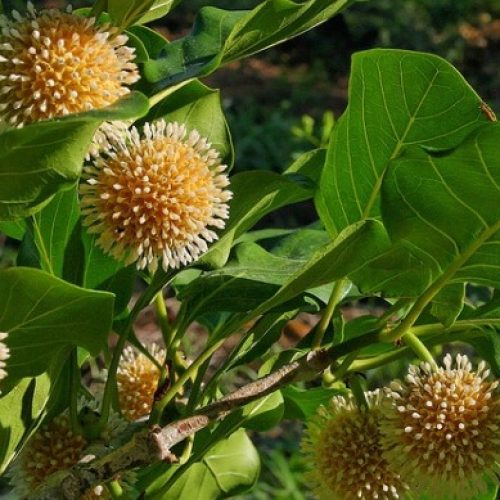 Le Caïlcédrat-Fleur