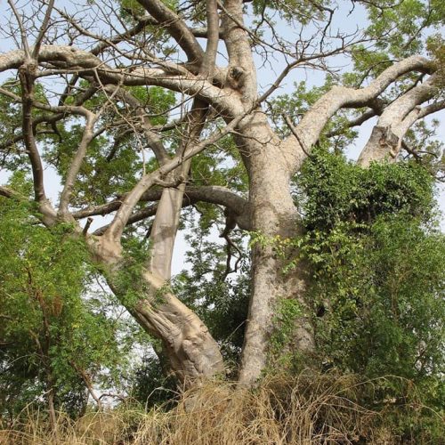 Le Caïlcédrat-arbre complet