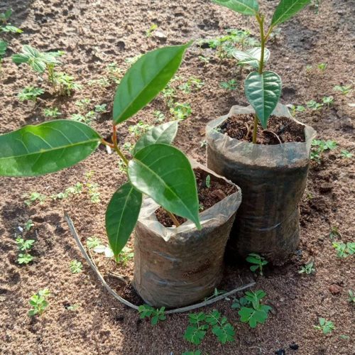 Le Caïlcédrat-pépinière