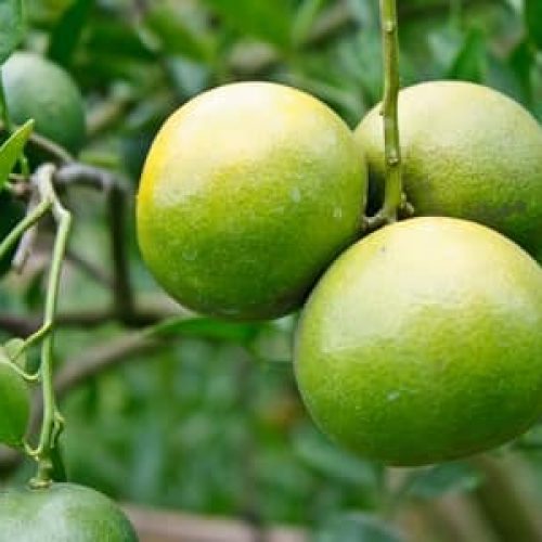 Oranger-fruits-verts