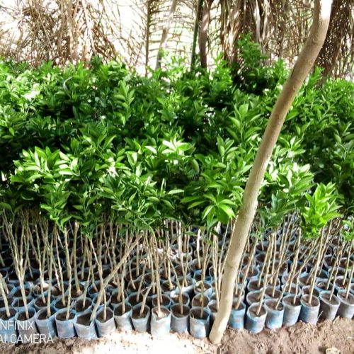 Pépinière orangers