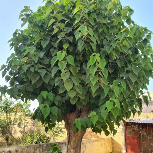 gmelina_arborea_complet