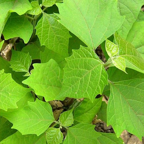 gmelina_arborea_feuille